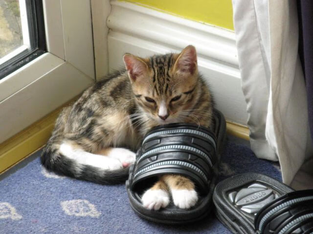 绝杀时刻，C罗的怒吼与张继科的回击