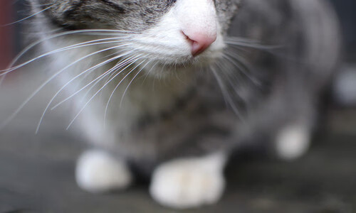 拉沃尔杯的胜利,如何轻取蒙特卡洛大师赛的风头?蒂姆高光表现解析