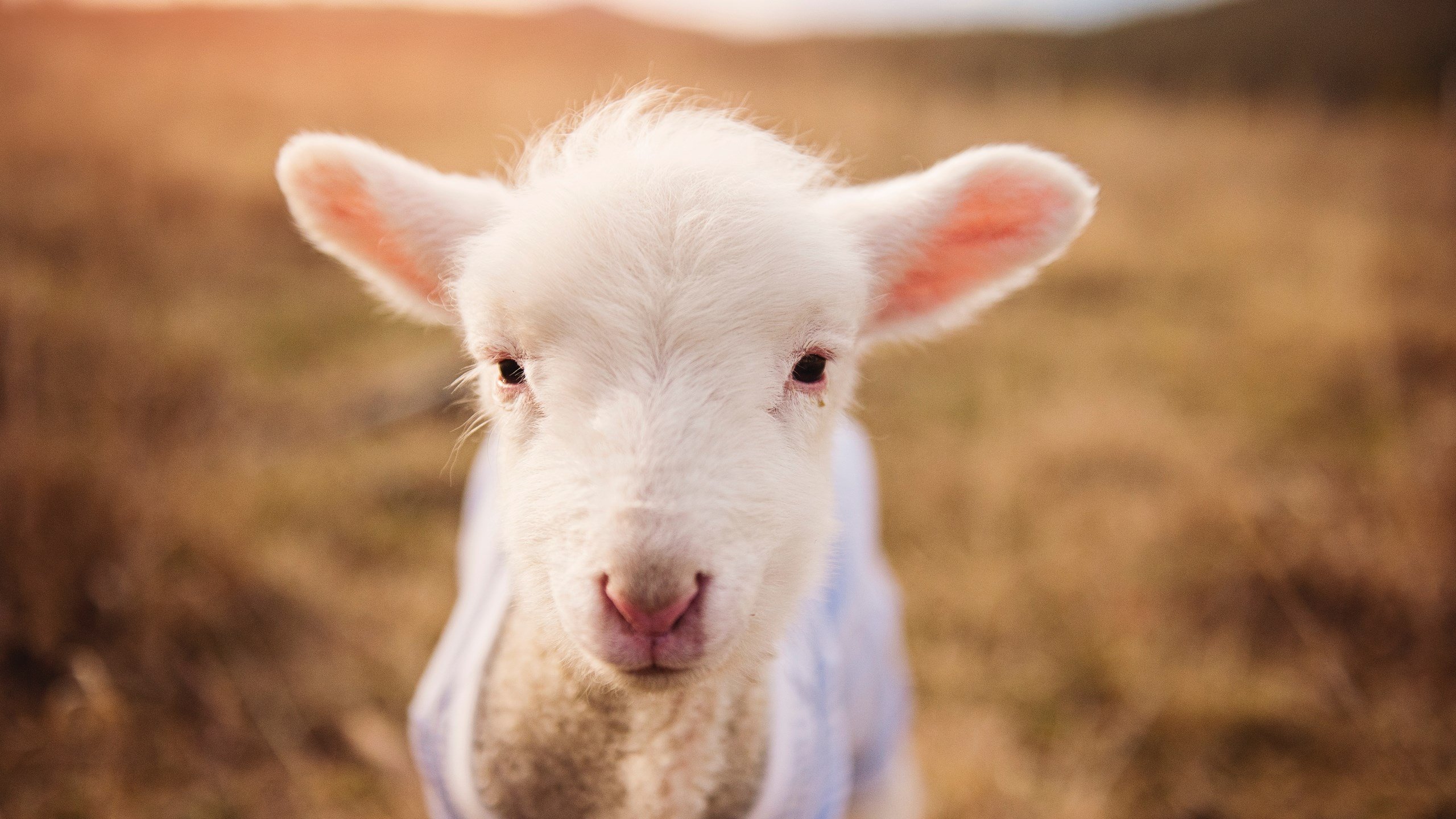 伟大剧本的唯一性,当新西兰的蓝色旋风与莱万的红色火焰照亮体育之夜