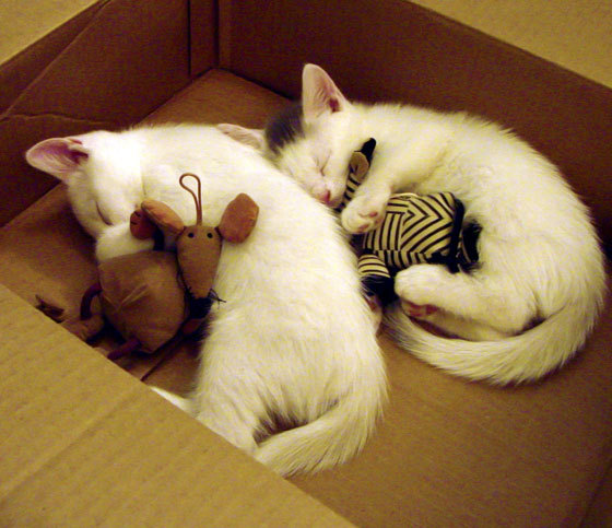 绿茵场的稳定器与破局之力,从格纳布里到尤文的战术哲学