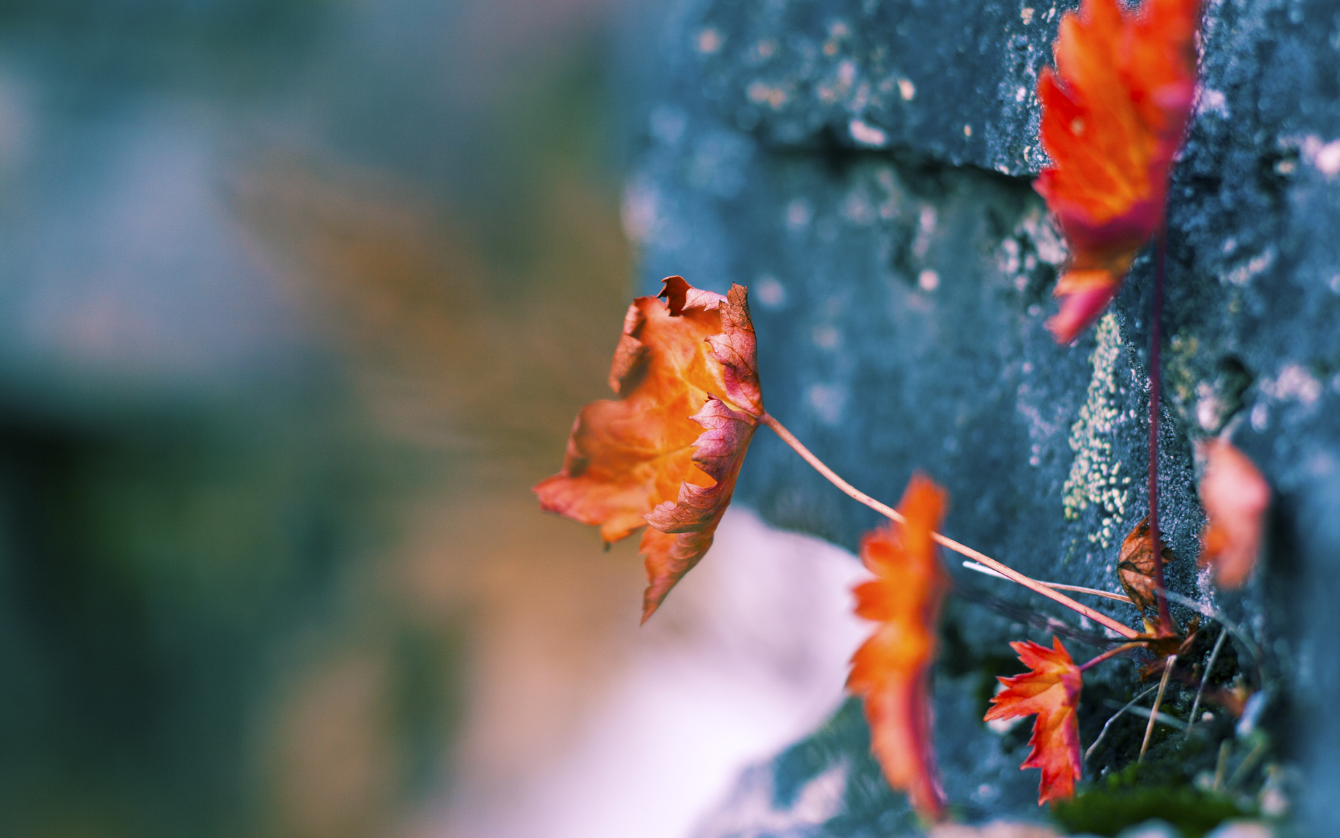 沙场决胜者,当突尼斯的铁壁遇上摩洛哥的利刃,罗德里如何一剑封喉