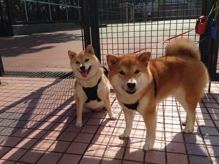 引擎的轰鸣,足球的咆哮,竞技体育的平行史诗