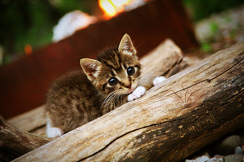 爱游戏在线-当南美风暴撞上巴黎铁塔，特奥末节风暴改写终极剧本