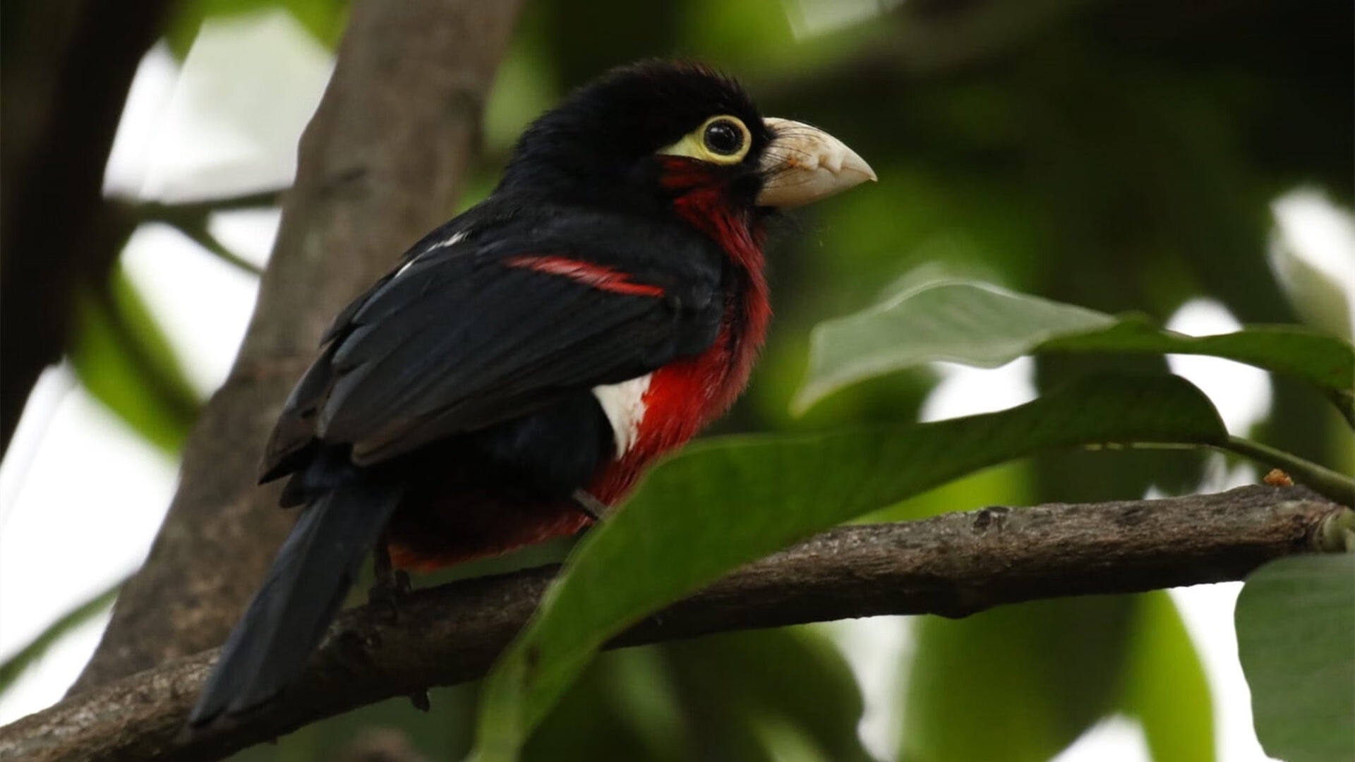 爱游戏在线-德国战车摧毁亚特兰大城墙，姆巴佩一剑封喉定江山