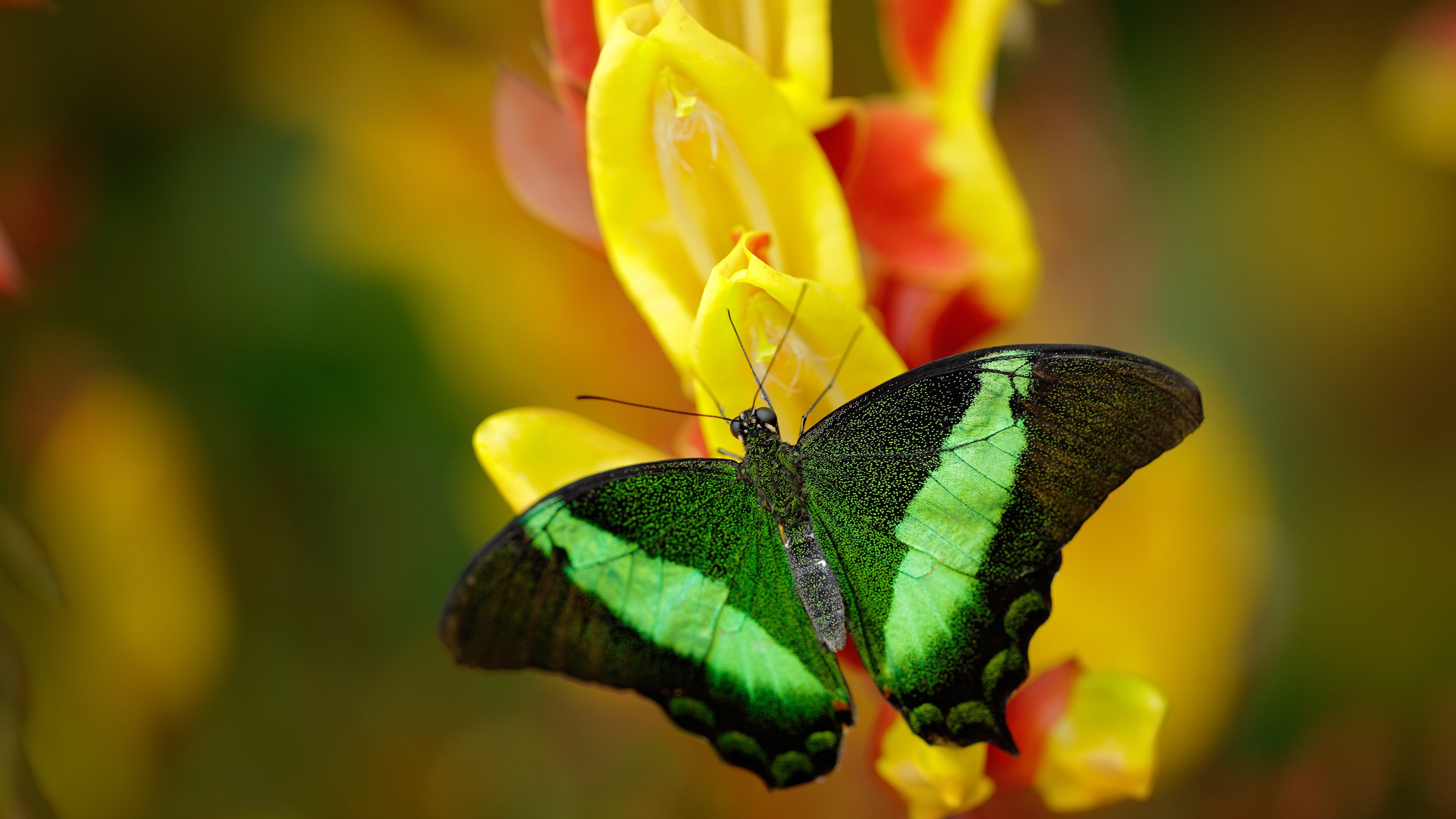 爱游戏官方入口-绿鹰振翅，星光跨海—当意甲战火点燃非洲之刃
