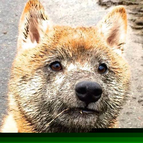 爱游戏大厅-奥运周期关键战，摩纳哥一波流带走秘鲁，改写两队命运