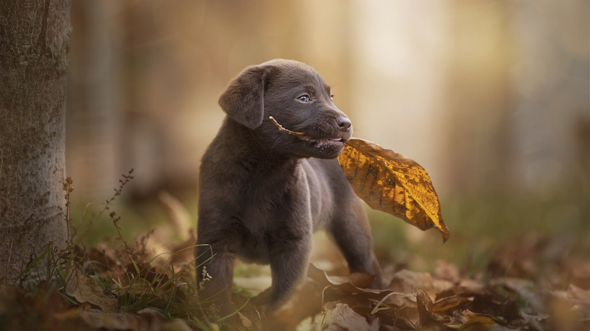 爱游戏在线-切尔西的三重流失，从奥纳纳的数据爆炸，到罗马偷走的胜利