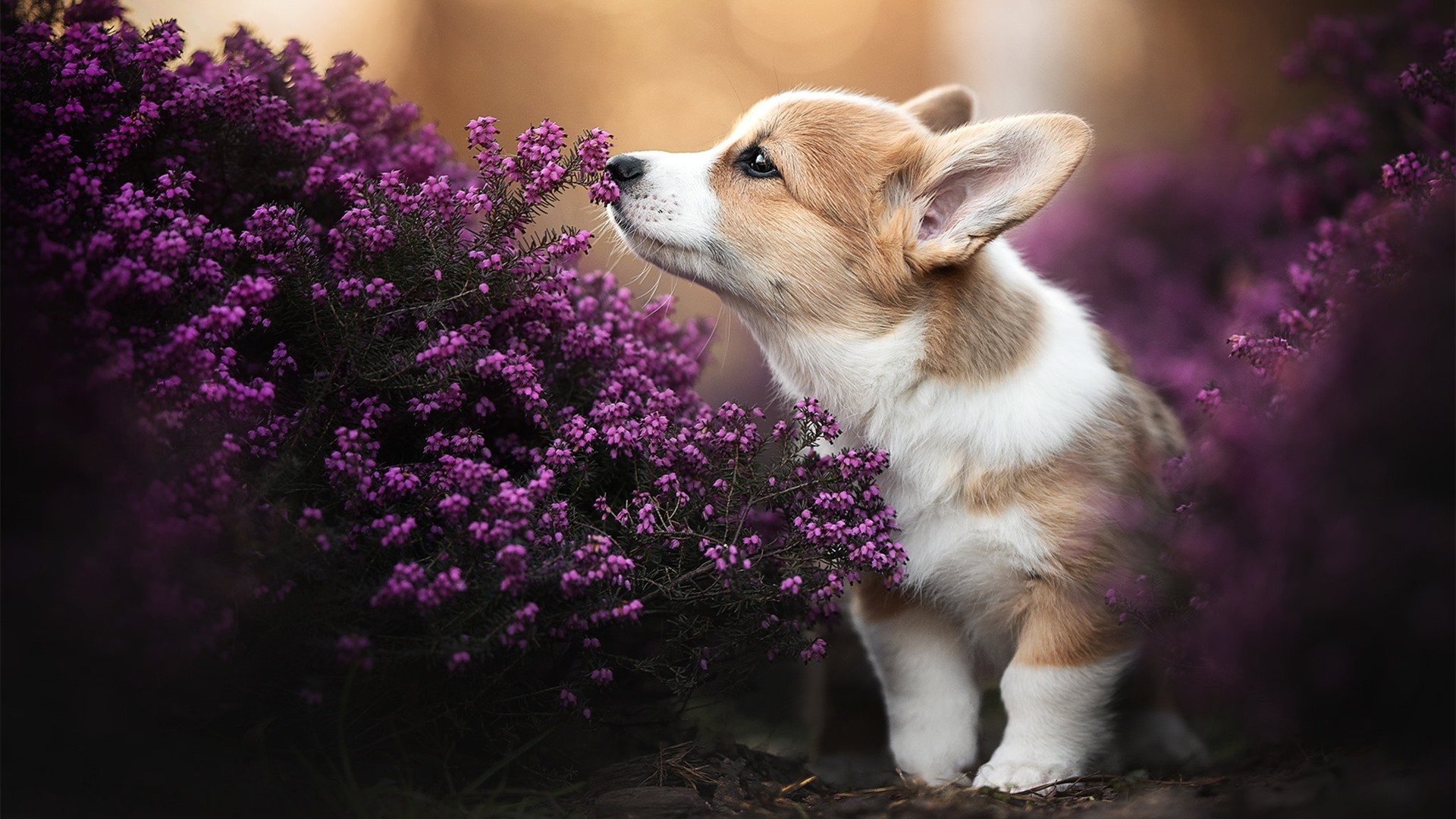 双重领域的绝对主宰，当帕尔默的篮球火焰，点燃了足球的亚平宁战场