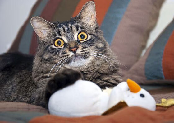 双线辉煌，比利时生死战克敌制胜，穆勒欧冠淘汰赛主宰赛场