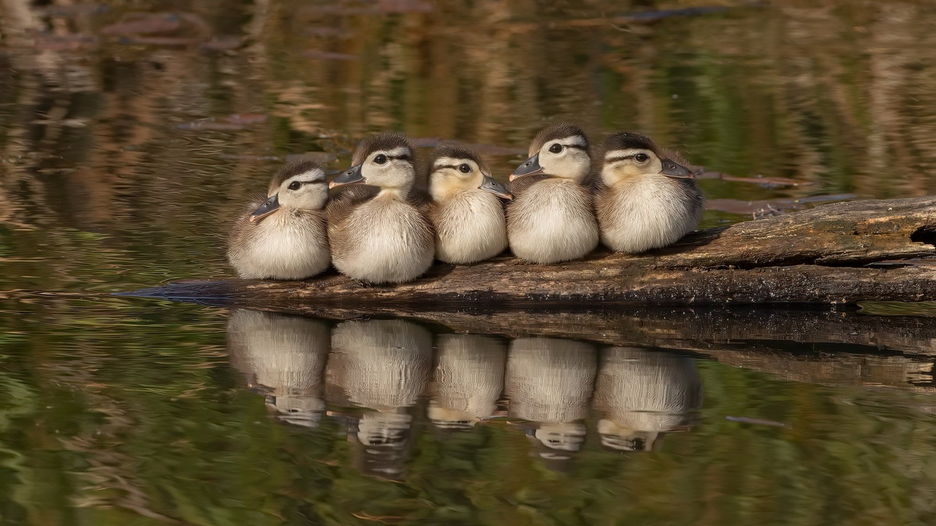 双向奔赴的胜利，西亚卡姆的绝命补篮与巅峰时刻的眼泪