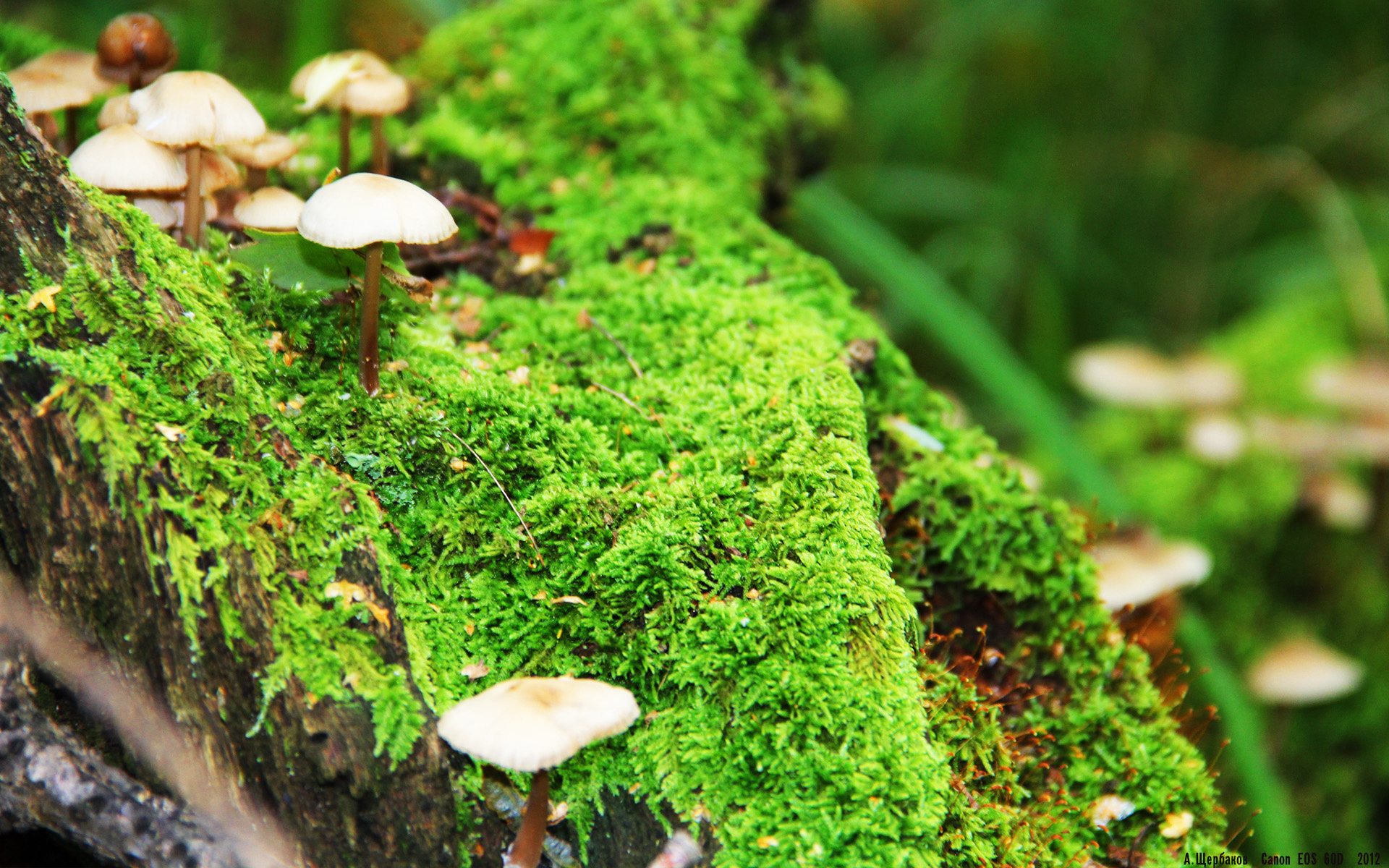 杜兰特式杀手！深圳队跨洋掀翻热火，哈利伯顿导演惊天逆袭