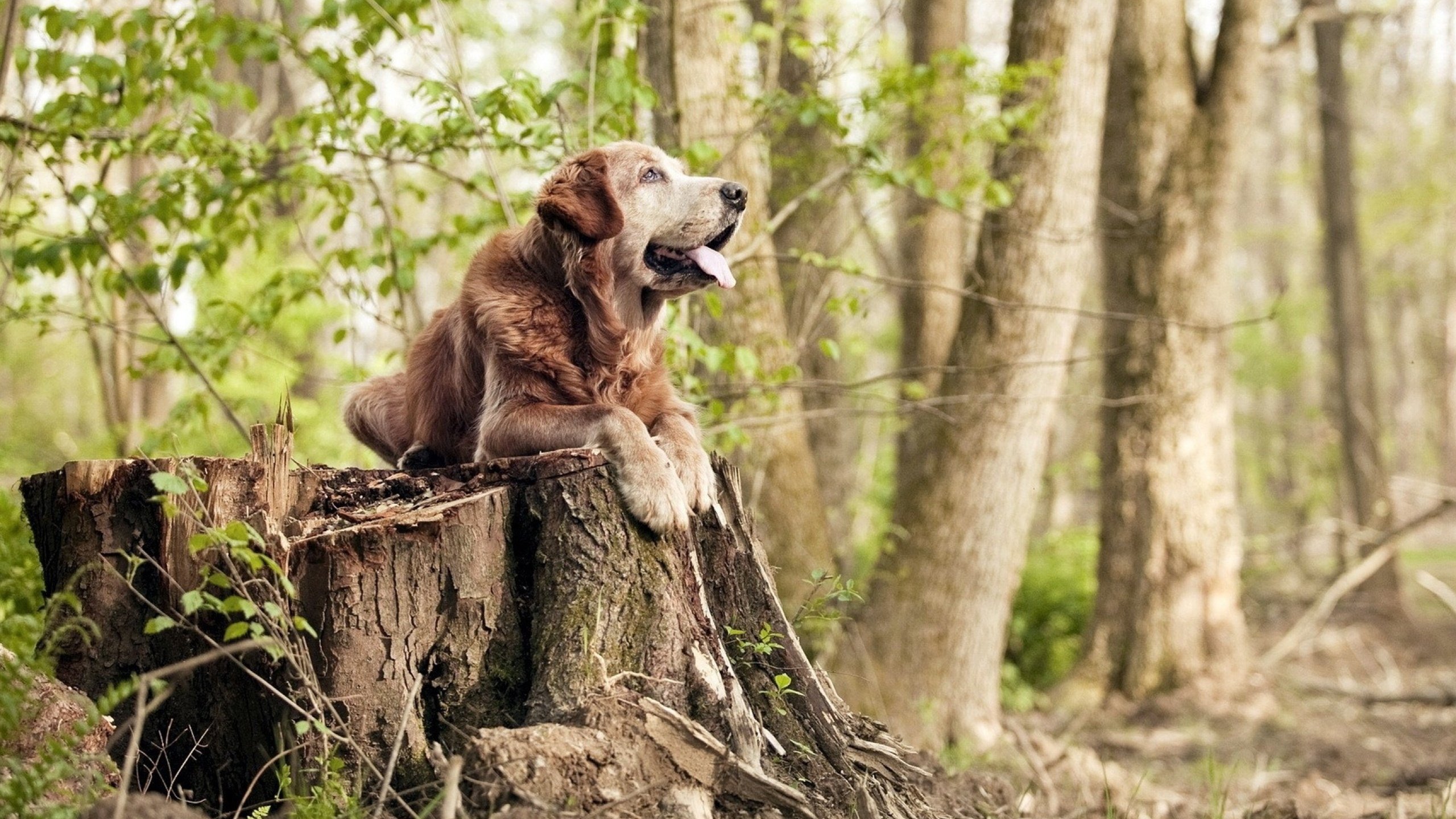 新王加冕夜与他的旧约，孔德持续制造杀伤的终极艺术