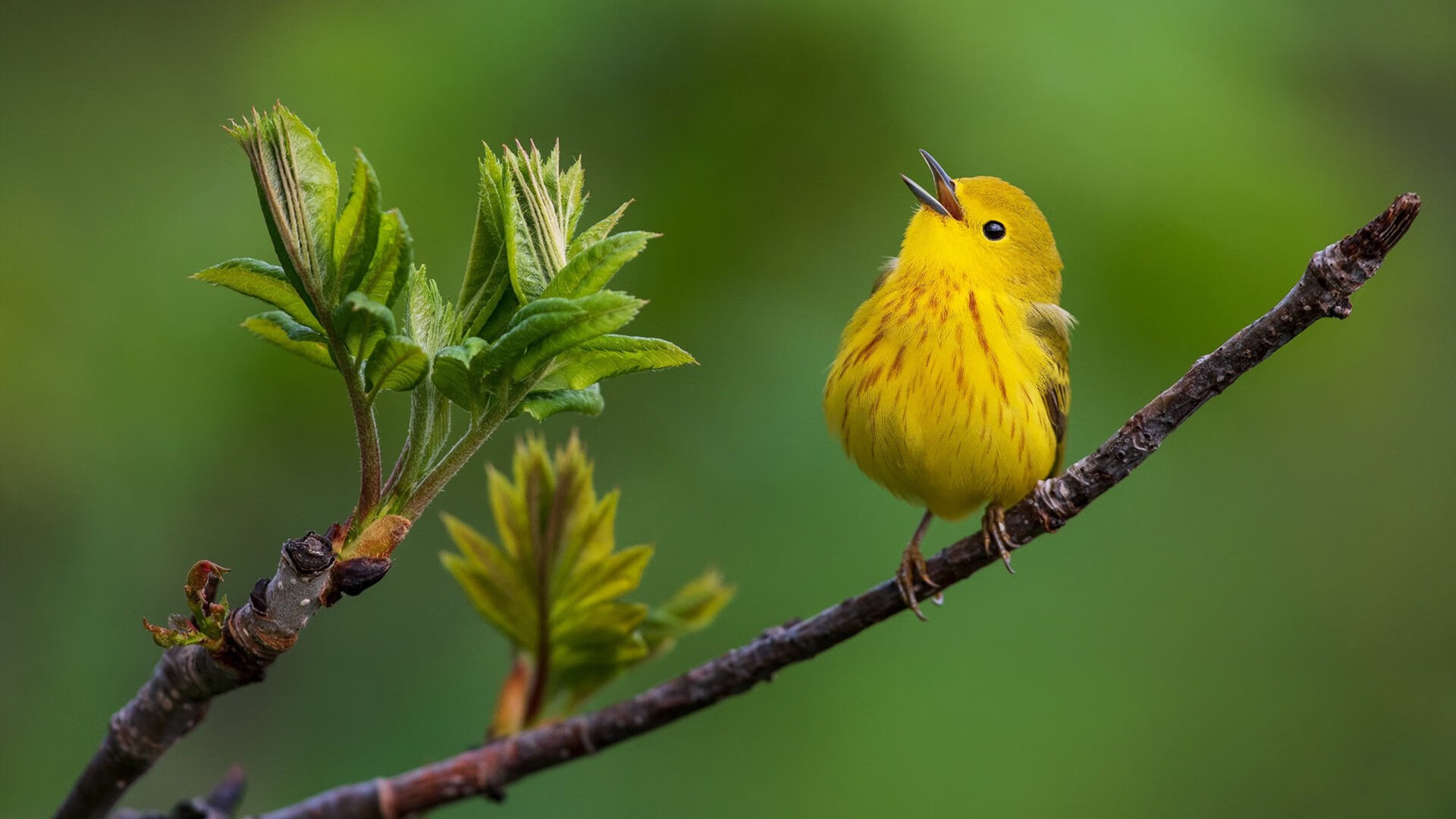 绝境逆转！布克加时赛化身关键先生，猛龙险胜浙江捍卫主场
