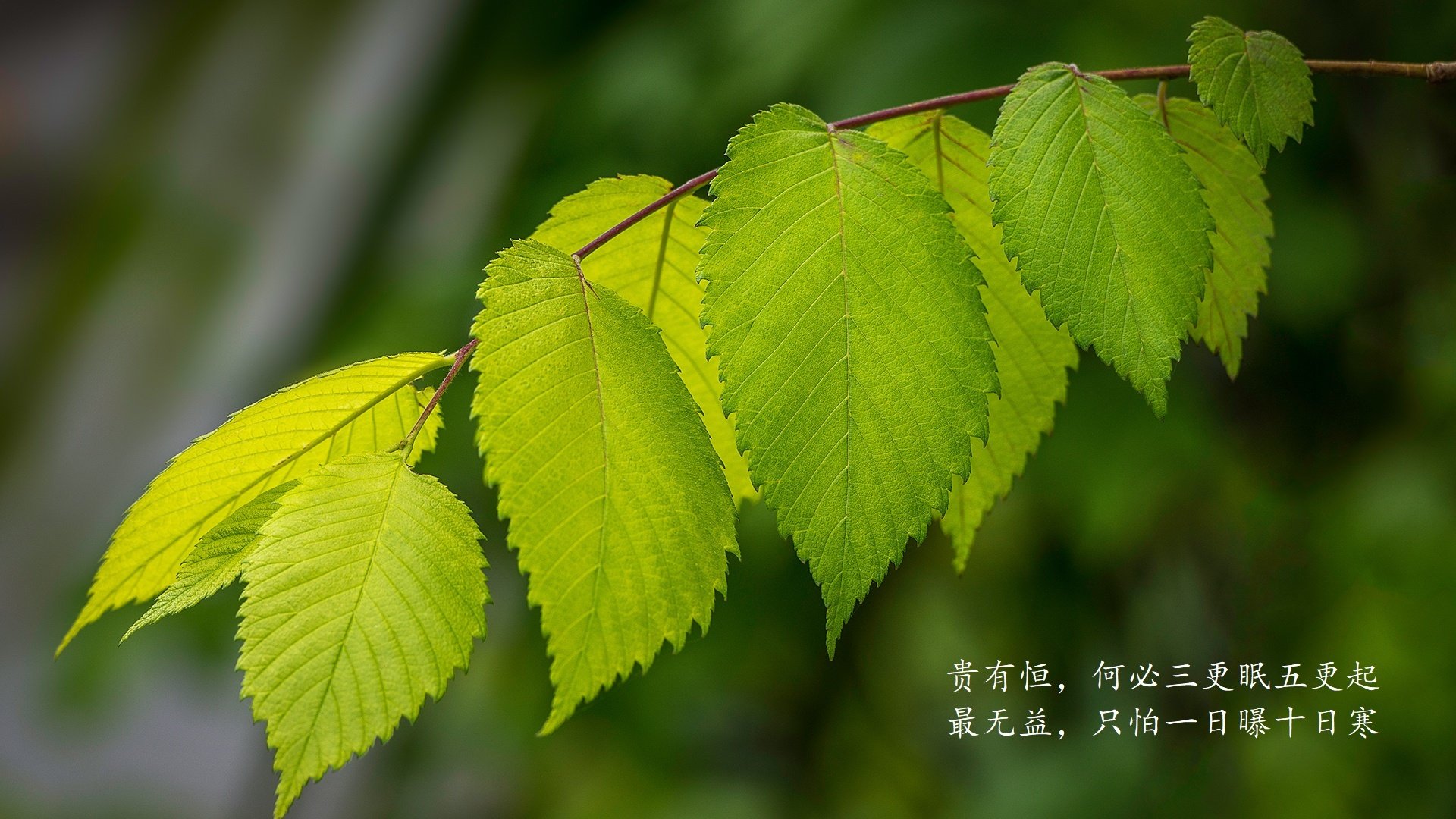 爱游戏在线-橙衣蒙尘，黄衫耀世，罗马尼亚如何在2026世界杯D组以铁血战术压制荷兰