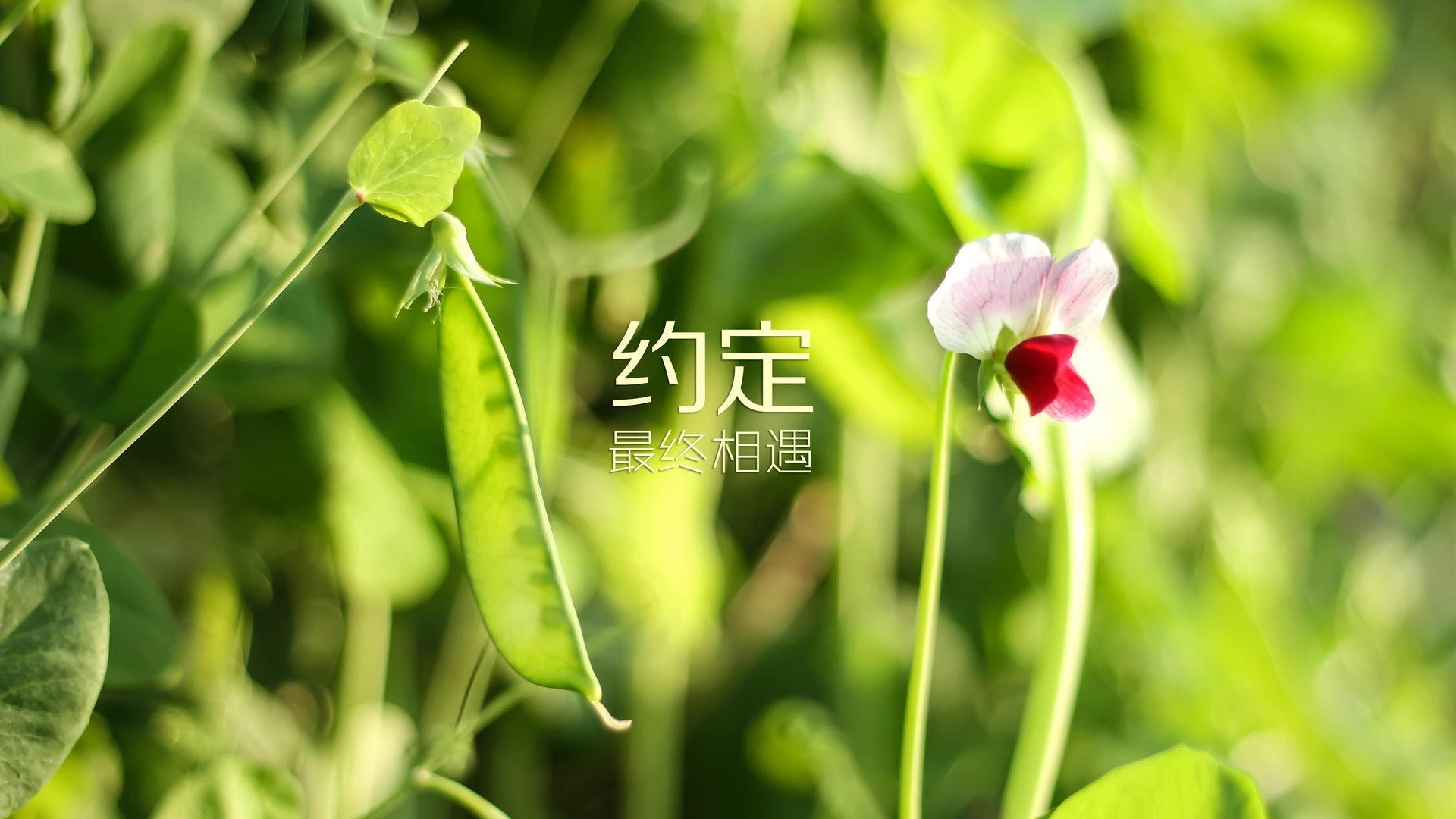 绿茵江湖的终极谢幕，2026世界杯G组，印度横扫英格兰，内马尔完成致命一击